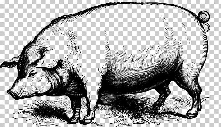 Domestic Pig Drawing PNG, Clipart, Art, Black And White, Cattle Like Mammal, Depositphotos, Domestic Pig Free PNG Download