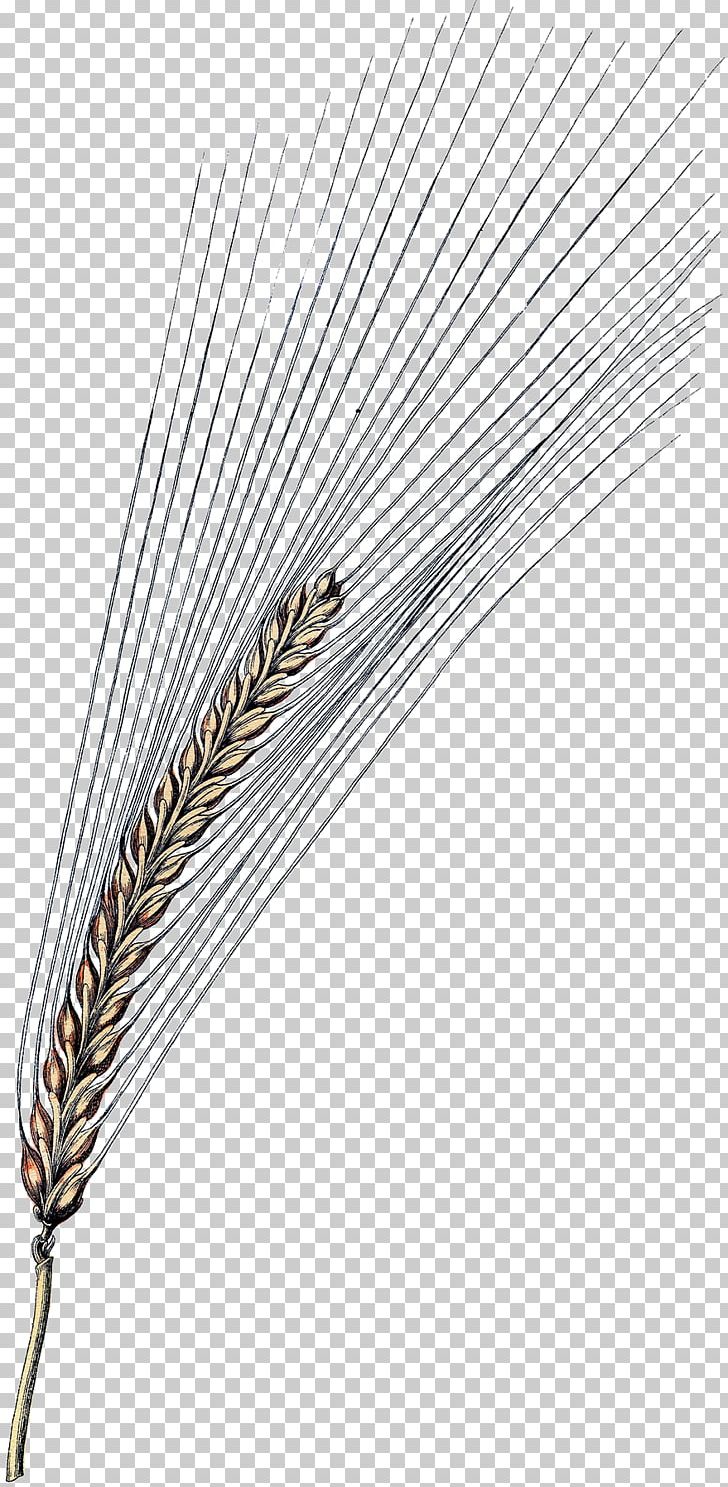 Feather PNG, Clipart, Animals, Commodity, Feather, Grass Family, Quill Free PNG Download
