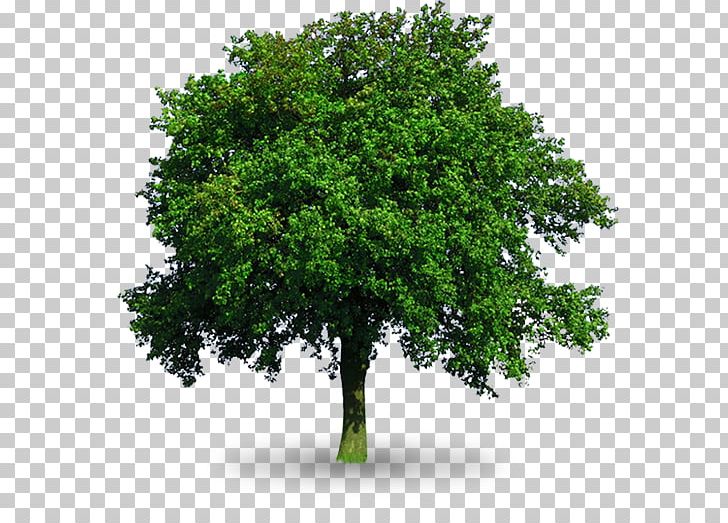 Tree Oak PNG, Clipart, Arborist, Branch, Broadleaved Tree, Ceratocystis Fagacearum, Customer Free PNG Download