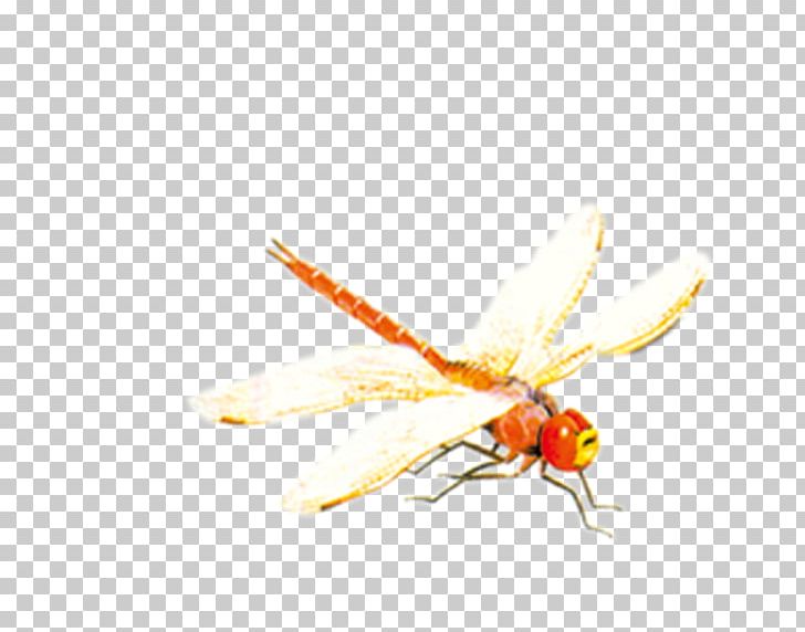 Bee Insect Dragonfly PNG, Clipart, Adobe Illustrator, Animal, Arthropod, Bee, Biological Free PNG Download