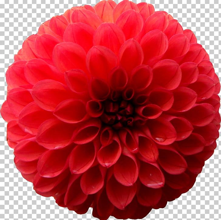 Dahlia Photography Chrysanthemum PNG, Clipart, Chrysanthemum, Chrysanths, Collage, Cut Flowers, Dahlia Free PNG Download