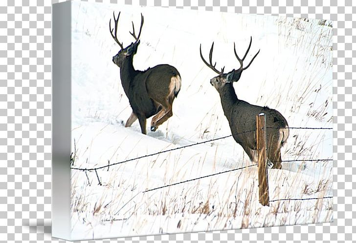 Elk Reindeer Antler Fauna Wildlife PNG, Clipart, Antler, Big Mula Dere, Cartoon, Deer, Elk Free PNG Download
