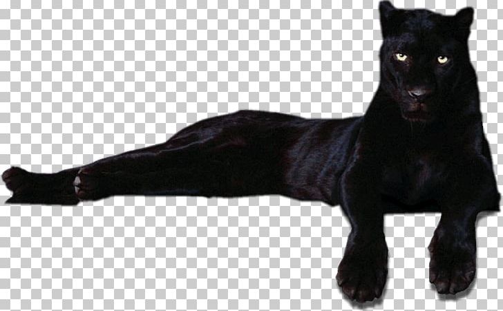 Panthera Dog Breed PNG, Clipart, Animaatio, Black, Black Panther, Breed Group Dog, Carnivoran Free PNG Download
