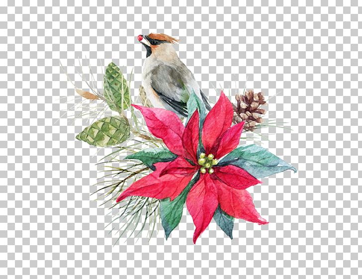 Poinsettia Cut Flowers Christmas PNG, Clipart, Beak, Bird, Cardinal, Christmas, Christmas Decoration Free PNG Download