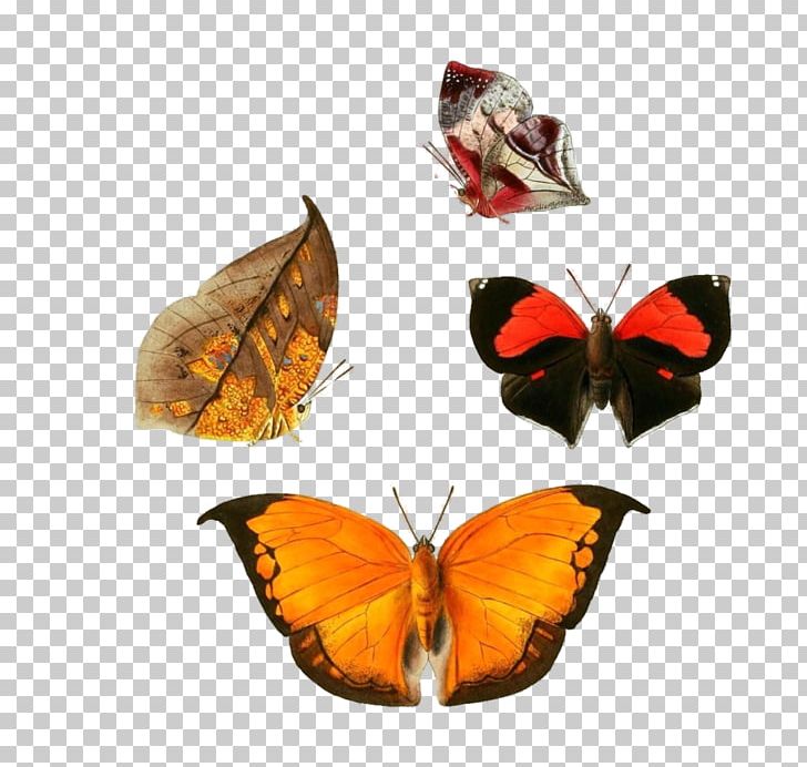 Butterfly An Epitome Of The Natural History Of The Insects Of China: Comprising Figures And Descriptions Of Upwards Of One Hundred New PNG, Clipart, Anaea, Arthropod, Brush Footed Butterfly, Butterfly, Charaxinae Free PNG Download