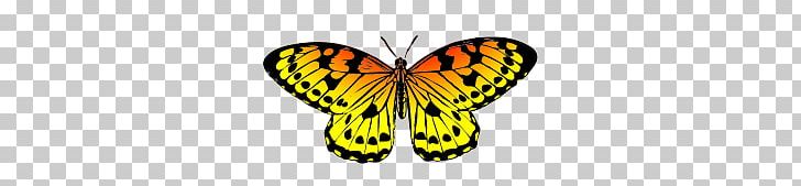 Butterfly PNG, Clipart, Arthropod, Brush Footed Butterfly, Butterflies, Butterfly, Color Free PNG Download