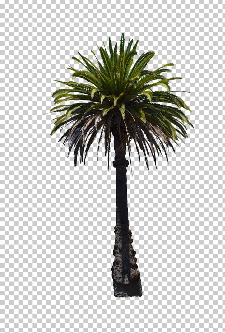 Florida Date Palm Veitchia Adonidia Tree PNG, Clipart, Adonidia, Arecaceae, Arecales, Borassus Flabellifer, Date Palm Free PNG Download