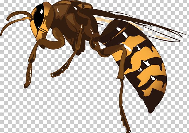 Hornet Honey Bee Wasp K2 PNG, Clipart, Ant, Anthony Mcpartlin, Arthropod, Bee, Honey Free PNG Download