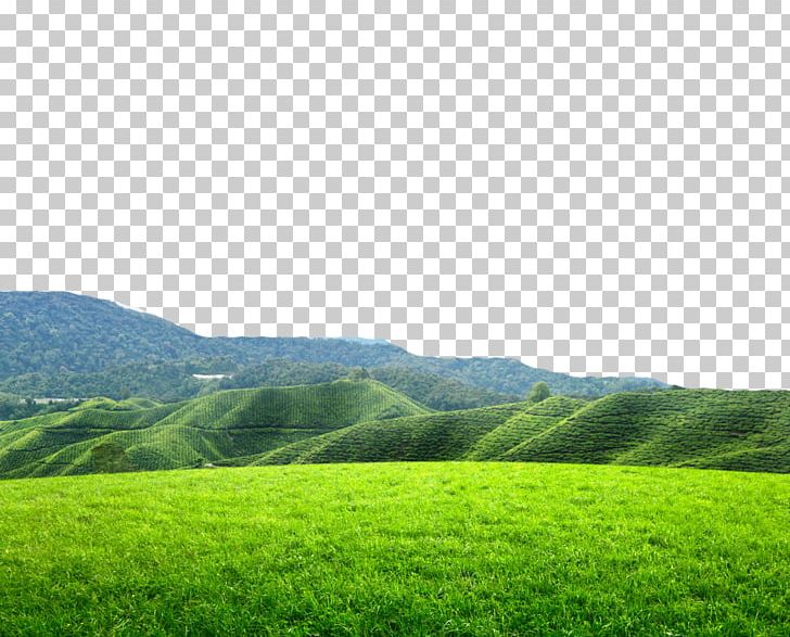 Tea Photography PNG, Clipart, Computer Wallpaper, Daytime, Ecosystem, Encapsulated Postscript, Fields Free PNG Download