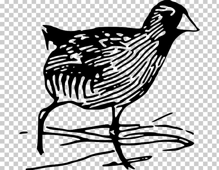 Train Rail Transport Bird PNG, Clipart, Artwork, Beak, Bird, Black And White, Chicken Free PNG Download