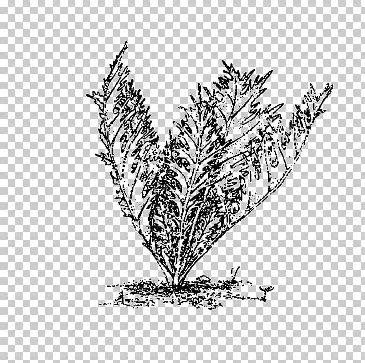 Twig Grasses Plant Stem Leaf Line Art PNG, Clipart, Black And White, Branch, Commodity, Drawing, Family Free PNG Download