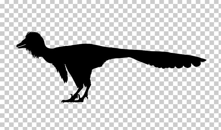 Wikimedia Commons Troodon Creative Commons Wikimedia Foundation PNG, Clipart, 2016, Beak, Bird, Black And White, Creative Commons Free PNG Download