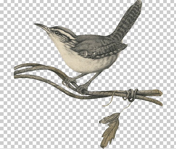 Wren Bird Hindiba Doğa Evi Painting Drawing PNG, Clipart, Animal, Animals, Beak, Bird, Boutique Hotel Free PNG Download