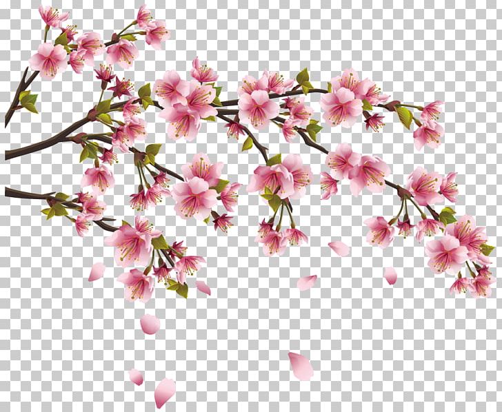 Cherry Blossom Wall Decal Sticker Branch PNG, Clipart, Blossom, Branch, Cherry, Cherry Blossom, Cut Flowers Free PNG Download