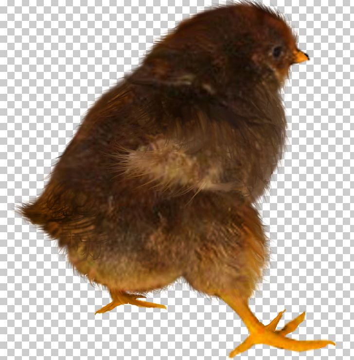 Chicken Desktop Animal PNG, Clipart, Animal, Animals, Beak, Bird, Cartoon Free PNG Download