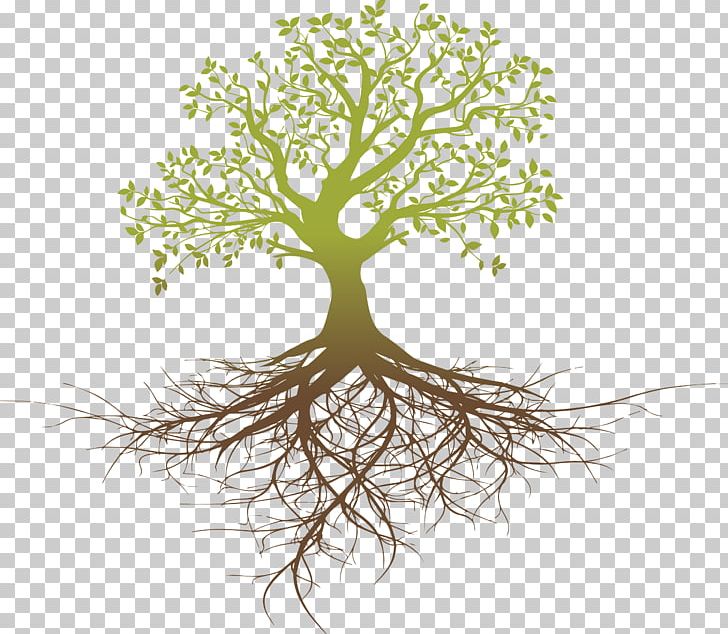 Root System Tree Oak PNG, Clipart, Branch, Color, Computer Wallpaper, Drawing, Flora Free PNG Download