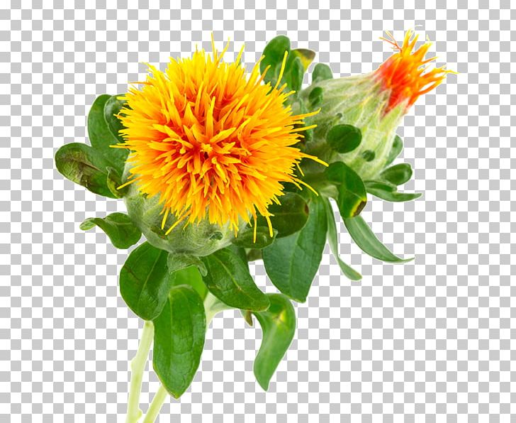 Safflower Oil Vegetable Oil Seed Oil PNG, Clipart, Annual Plant, Aspir, Carthamus, Coconut Oil, Cut Flowers Free PNG Download