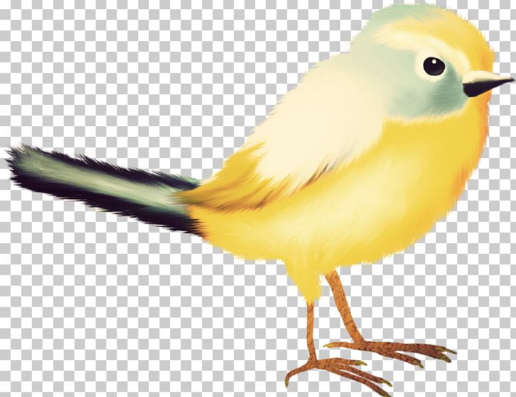 Beak Feather Fauna Tail PNG, Clipart, Animals, Beak, Bird, Bird Cartoon, Cartoon Bird Free PNG Download
