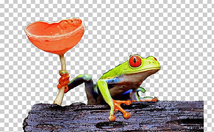 Red-eyed Tree Frog Amphibian Leopard PNG, Clipart, Agalychnis, Animal, Animals, Australian Green Tree Frog, Crows Free PNG Download