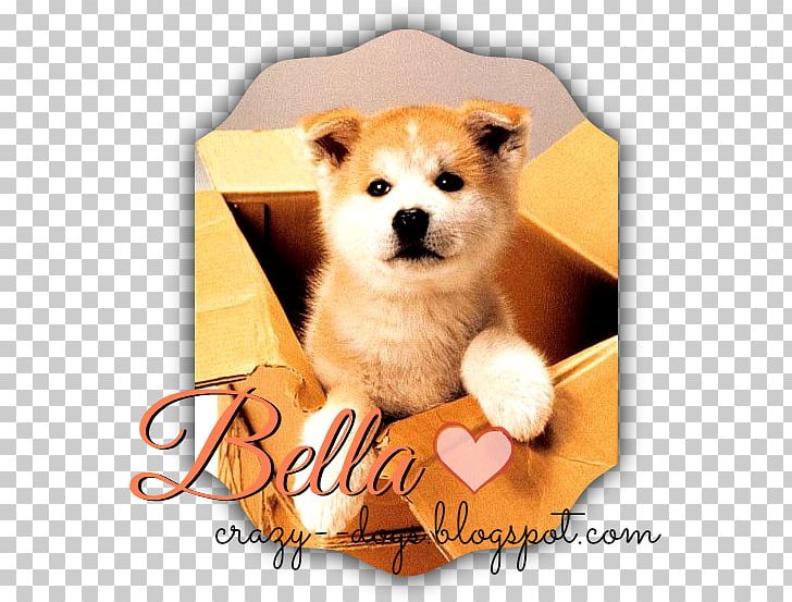 Akita YouTube Hachikō Film Japan PNG, Clipart,  Free PNG Download