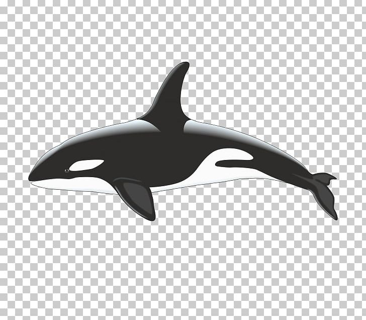 Killer Whale Cetacea Stock Photography PNG, Clipart, Automotive Design, Blue Whale, Cetacea, Com, Mammal Free PNG Download