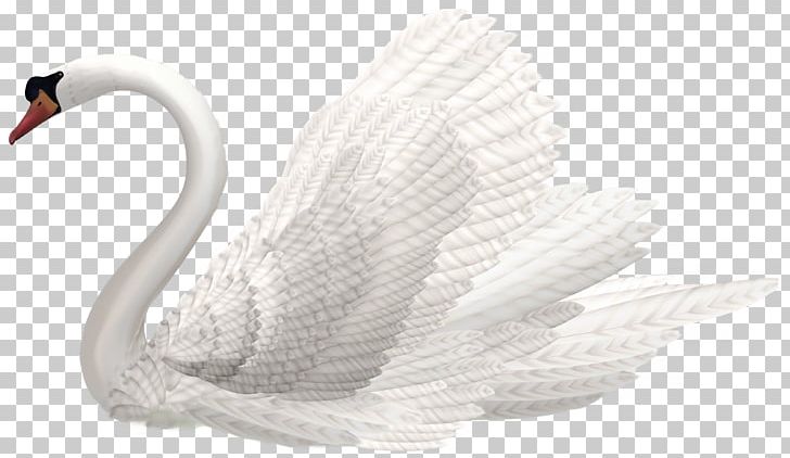 Mute Swan Pelican White Swan Water Bird PNG, Clipart, Anatidae, Animals, Beak, Bird, Cygnini Free PNG Download