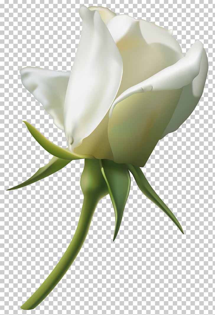 Rose White PNG, Clipart, Arum, Beautiful, Bud, Clipart, Clip Art Free PNG Download
