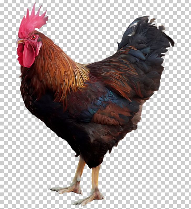 A Cock PNG, Clipart, Animal, Animals, Beak, Bird, Black Free PNG Download