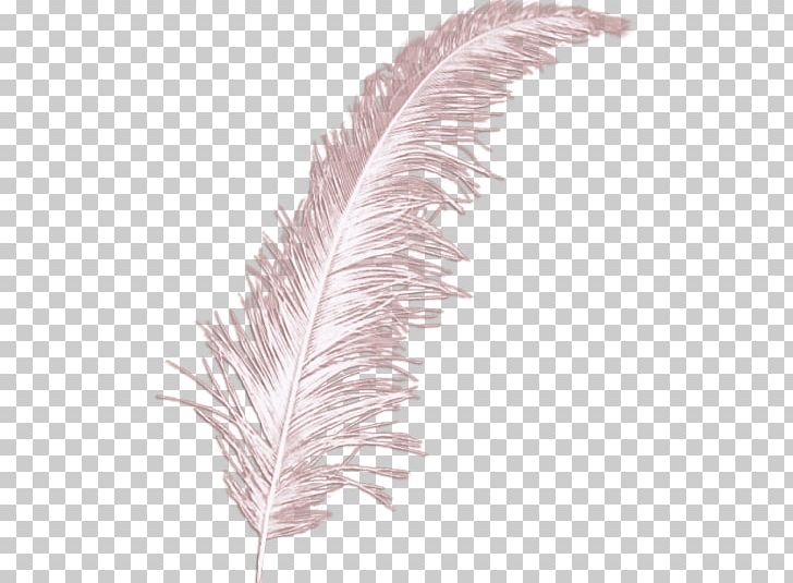 Feather Bird Wing PNG, Clipart, Animals, Bird, Bit, Black And White, Color Free PNG Download