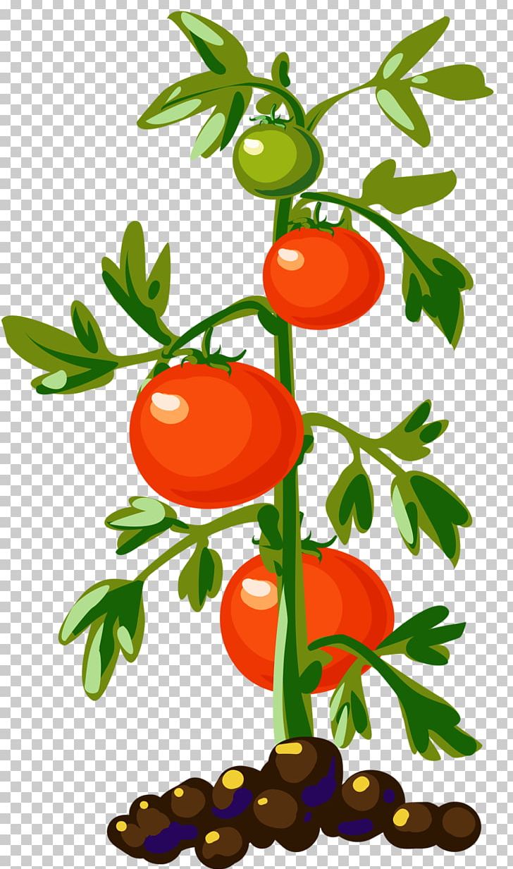 Vegetable Cherry Tomato Plant PNG, Clipart, Artwork, Bell Pepper, Branch, Bush Tomato, Cherry Free PNG Download
