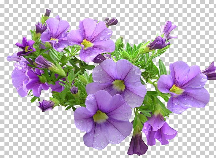 Desktop 2D Computer Graphics Portable Network Graphics Display Resolution PNG, Clipart, Annual Plant, Aubretia, Bellflower, Bellflower Family, Computer Graphics Free PNG Download