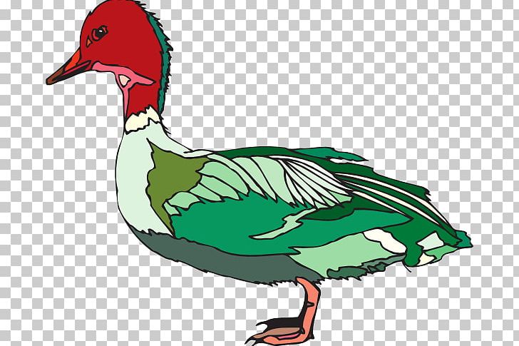 Duck Green Red PNG, Clipart, Beak, Bird, Chicken, Color, Duck Free PNG Download