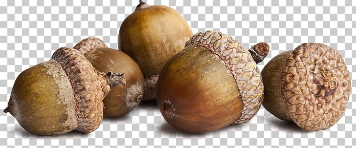 Squirrel Acorn Oak Seed Stock Photography PNG, Clipart, Acorn, Commodity, Conifer Cone, Flower, Food Free PNG Download