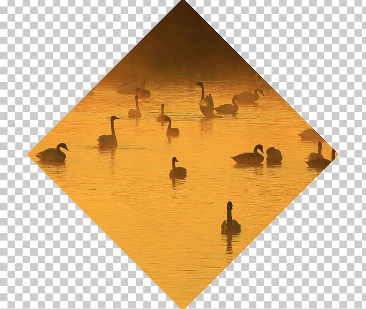 Tōhoku Region Bird PNG, Clipart, Bird, Ducks Geese And Swans, Others, Spring Bird, Water Bird Free PNG Download