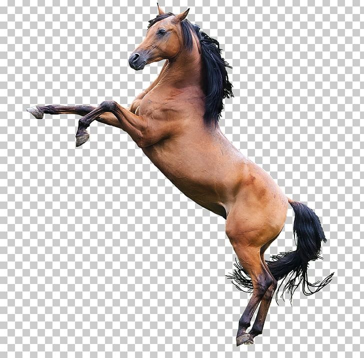 Arabian Horse Stallion Graphic Design Mockup PNG, Clipart, Arabian, Arabian Horse, Art, English, Graphic Design Free PNG Download