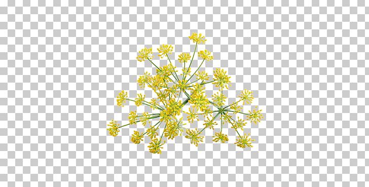 Cow Parsley Fennel Anise Stock Photography PNG, Clipart, Anise, Anthriscus, Banco De Imagens, Bloom, Branch Free PNG Download