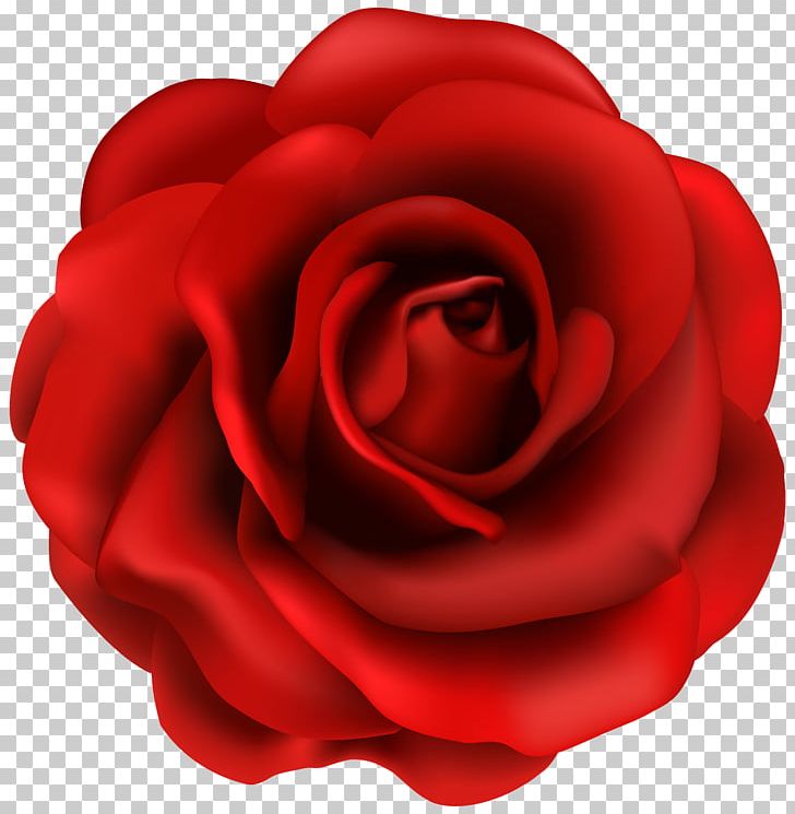 Rose Flower PNG, Clipart, Black Rose, Blog, China Rose, Closeup, Cut Flowers Free PNG Download
