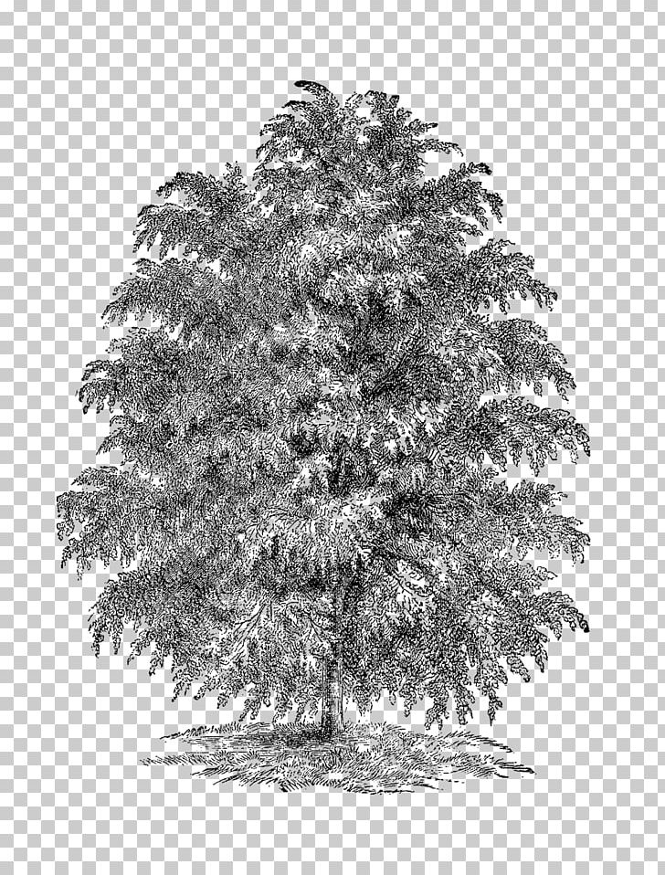 Spruce Fir Larch Christmas Tree PNG, Clipart, Black And White, Botanical, Branch, Cedar, Christmas Tree Free PNG Download