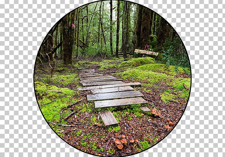 Woodland Forest Trail Landscaping Nature PNG, Clipart, Explore Tours Travels, Foot, Forest, Fork, Grass Free PNG Download