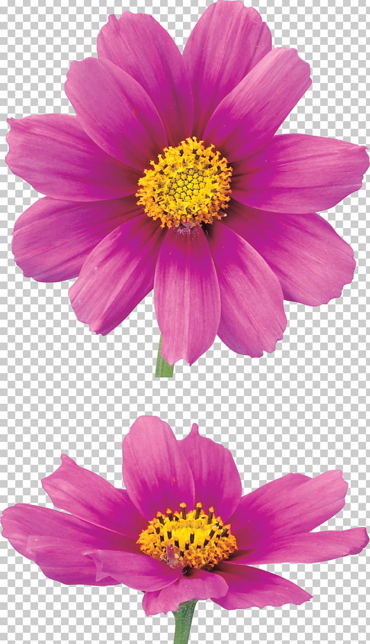 Chrysanthemum Flower Information PNG, Clipart, Annual Plant, Daisy Family, Digital Image, Herbaceous Plant, Image File Formats Free PNG Download
