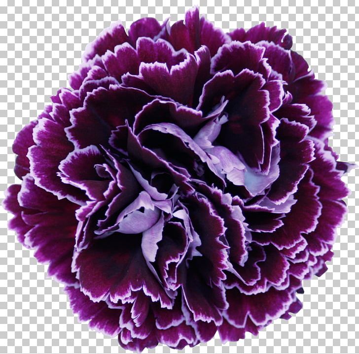 Growing Carnations Cut Flowers Floral Design PNG, Clipart, Blueberry, Carnation, Colibri Flowers Sa, Color, Cut Flowers Free PNG Download