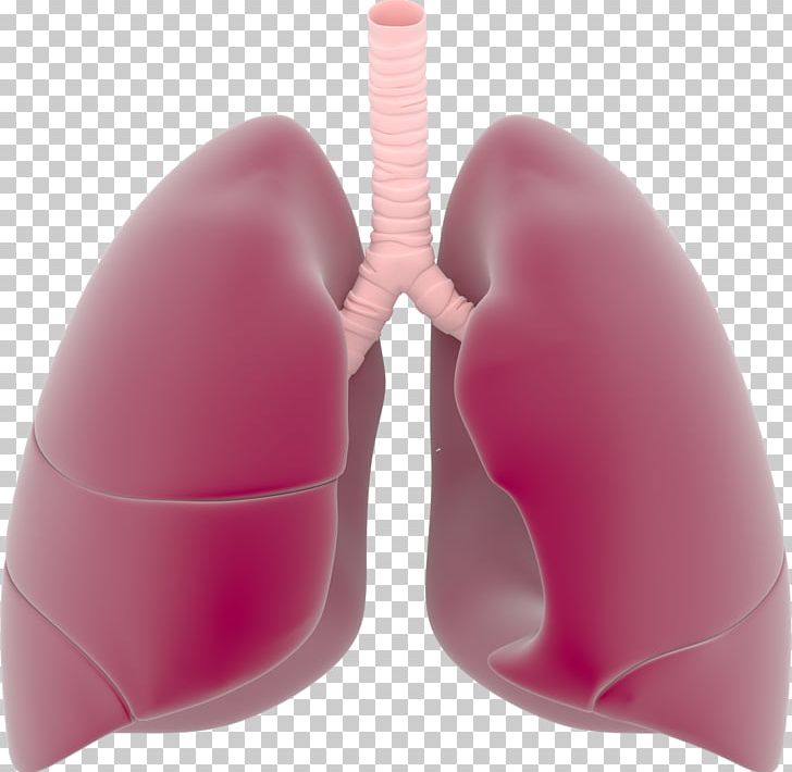 Lung Respiratory System PNG, Clipart, Breathing, Bronchus, Clip Art, Computer Icons, Heart Free PNG Download