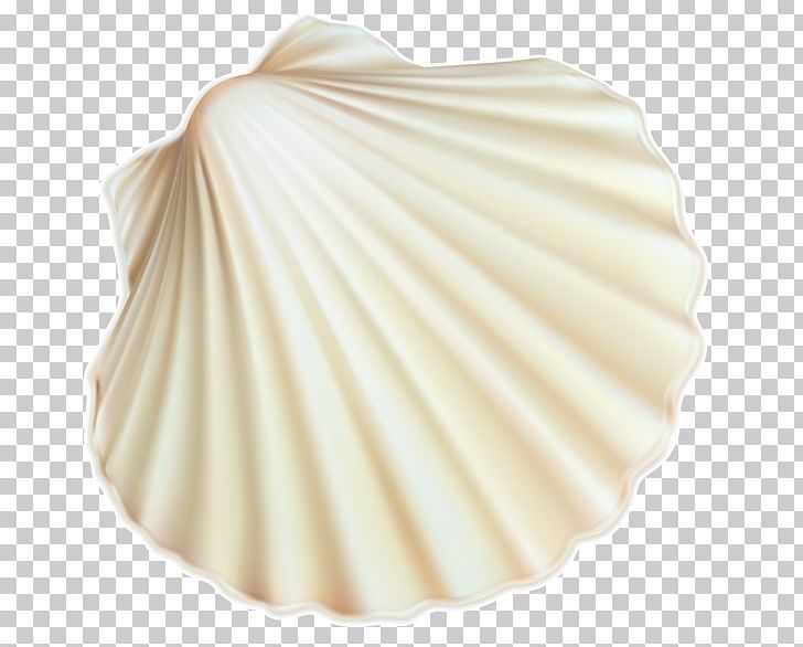 Seashell Portable Network Graphics White PNG, Clipart, Animals, Clam, Clamshell Design, Desktop Wallpaper, Paintshop Pro Free PNG Download