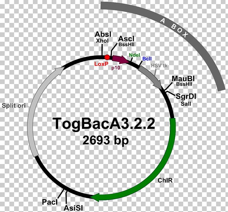 ATG:biosynthetics GmbH Maryland Circle PNG, Clipart, Angle, Area, Brand, Cable, Circle Free PNG Download