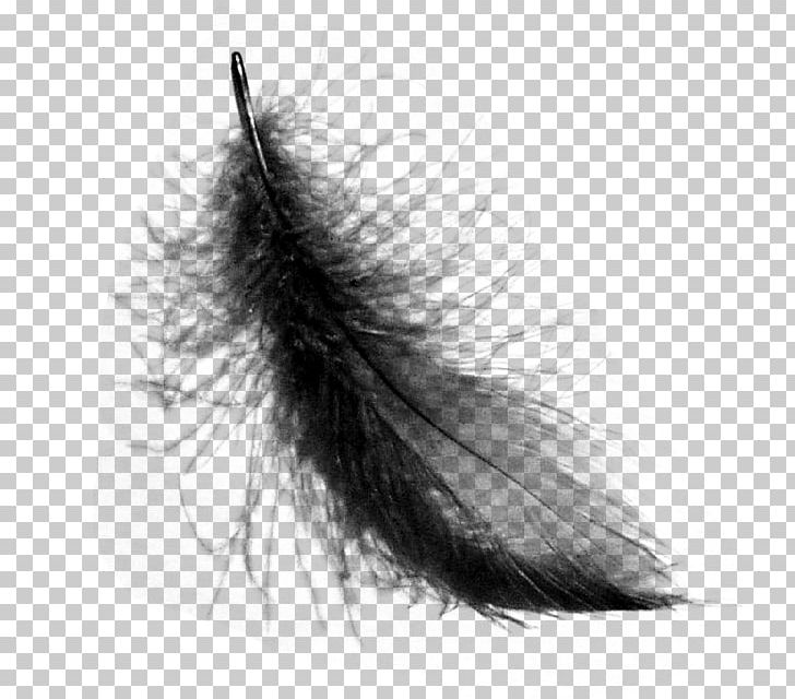 Bird Feather PNG, Clipart, Animals, Bird, Black And White, Brush, Closeup Free PNG Download