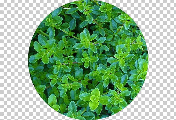 Herb Pencil Thyme Sprouting Seed PNG, Clipart, Basil, Common Purslane, Coriander, Food, Grass Free PNG Download