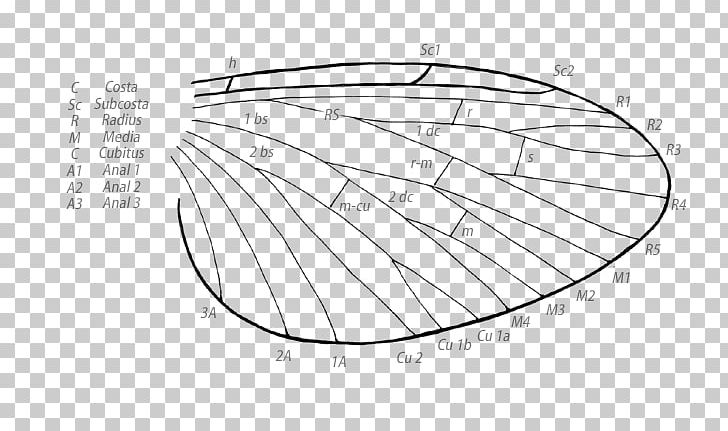 Użyłkowanie Skrzydła Insect Wing Żyłka Fly PNG, Clipart, Aile, Angle, Area, Artwork, Black And White Free PNG Download