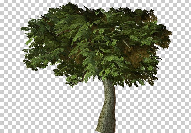 Branch Tree Forest Lindens PNG, Clipart, 222, Agac, Agac Resimleri, Aller, Arbre Free PNG Download