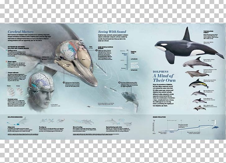 Dolphin Technology Plastic PNG, Clipart, Animals, Dolphin, Fish, Geographic, Marine Mammal Free PNG Download