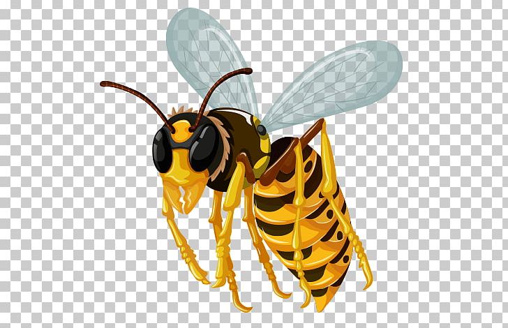 Insect Morphology Hornet PNG, Clipart, Anatomy, Animals, Arthropod, Bee, Honey Bee Free PNG Download